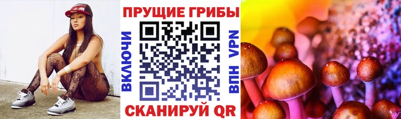 Псилоцибиновые грибы Psilocybe  Канаш 